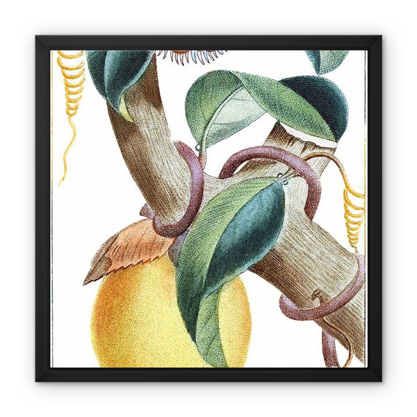 Lemons Framed Canvas