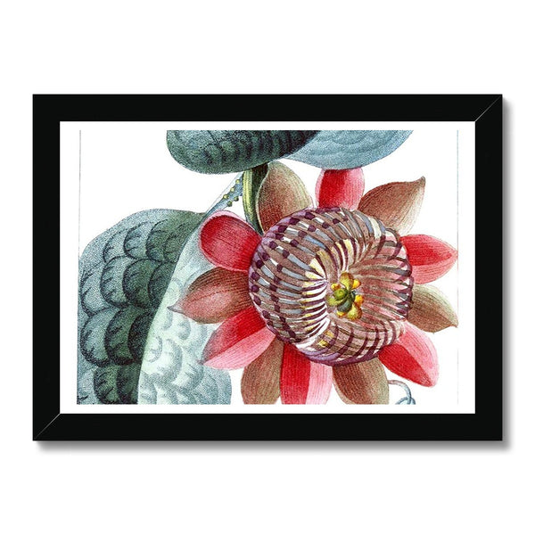 Giant Granadilla Framed Print