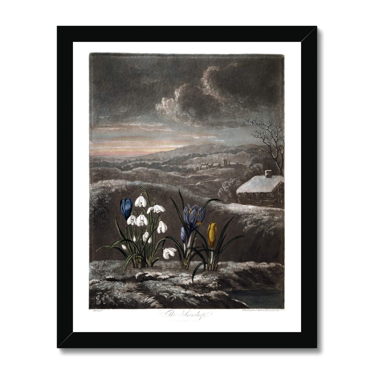 Snowdrops Framed Print