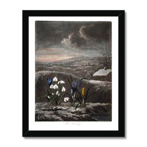 Snowdrops Framed Print