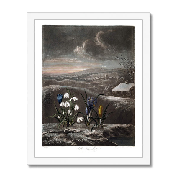 Snowdrops Framed Print