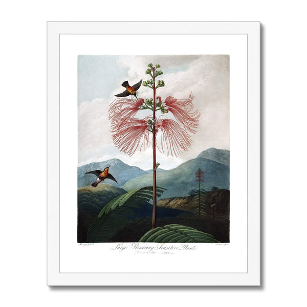 Calliandra Houstoniana Framed Print