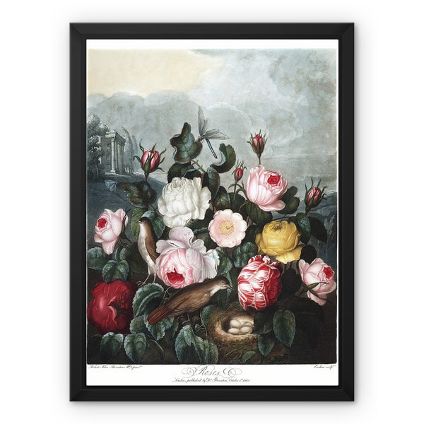 Roses Framed Canvas