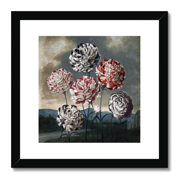 Carnations Framed & Mounted Print