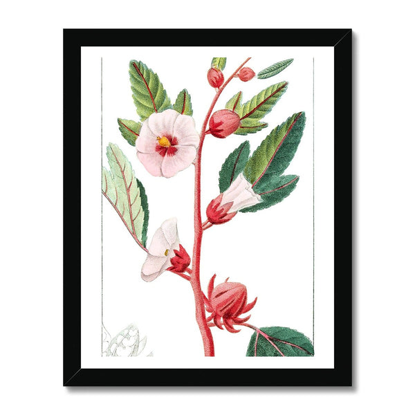 Roselle Framed Print