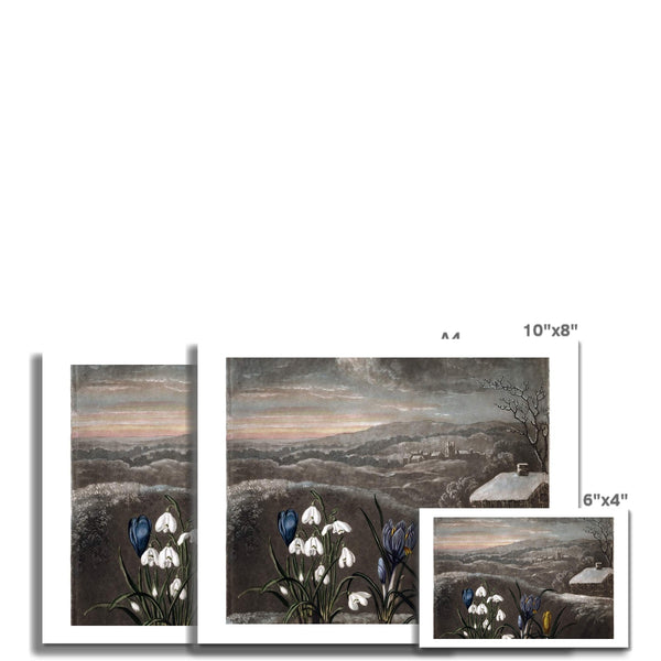 Snowdrops Fine Art Print