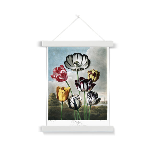 Tulips Fine Art Print with Hanger