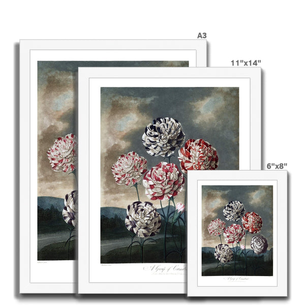 Carnations Framed Print