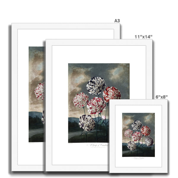 Carnations Framed & Mounted Print