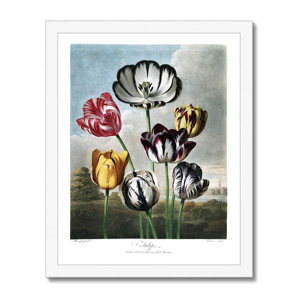 Tulips Framed Print