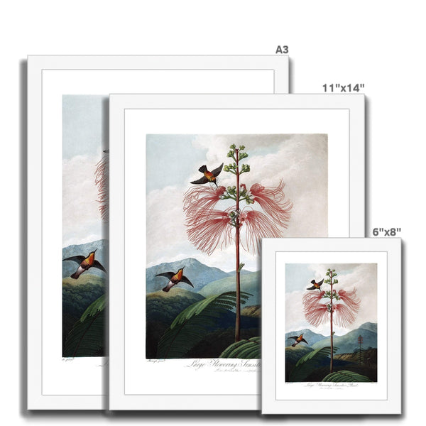 Calliandra Houstoniana Framed Print