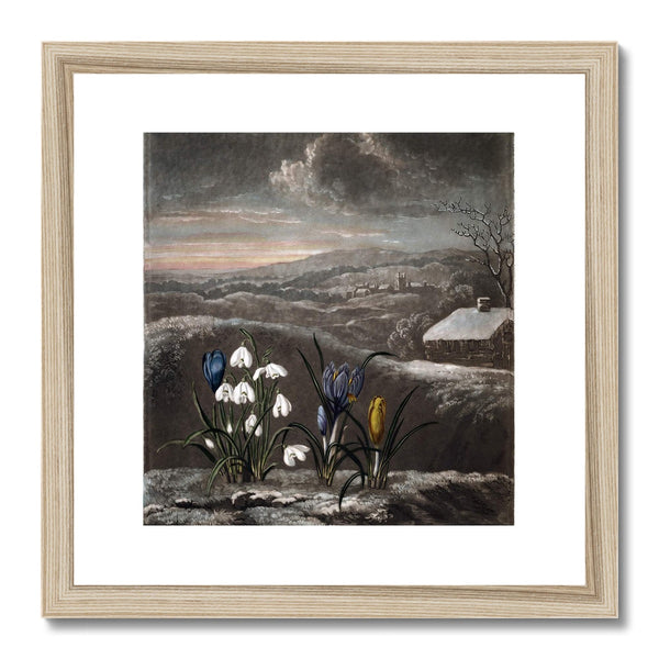 Snowdrops Framed & Mounted Print