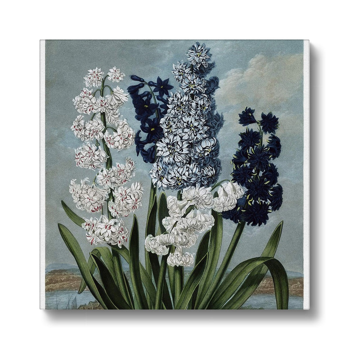 Hyacinths Canvas