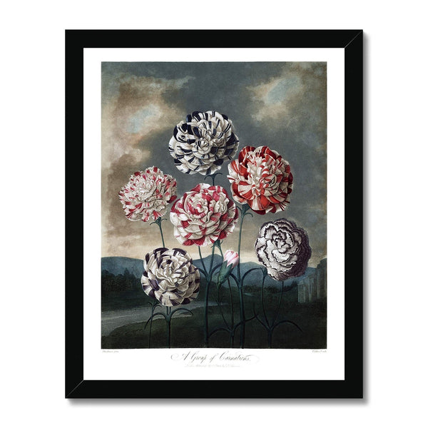 Carnations Framed Print