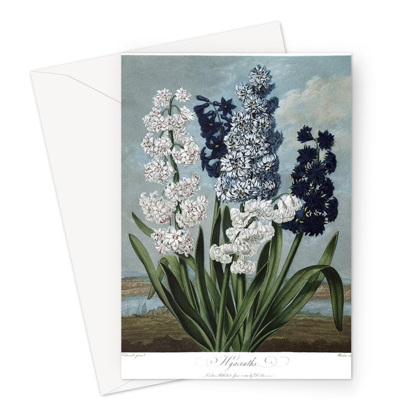 Hyacinths Greeting Card