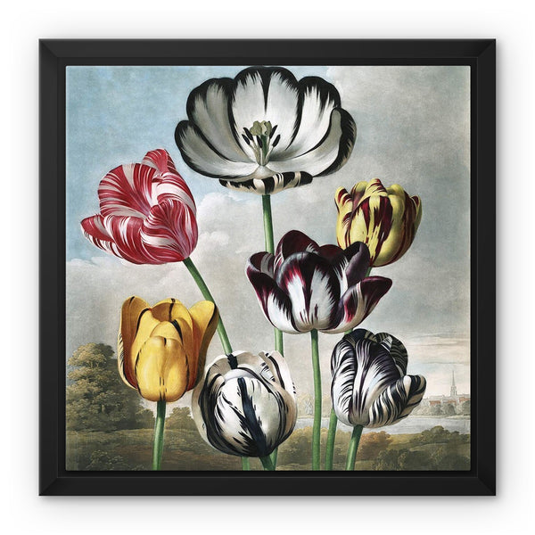 Tulips Framed Canvas