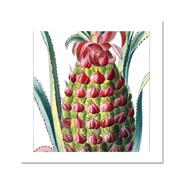 Pineapple Fine Art Print