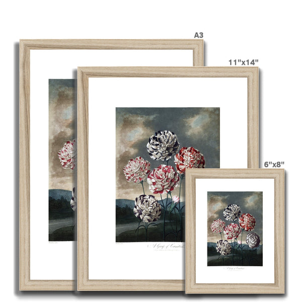 Carnations Framed & Mounted Print