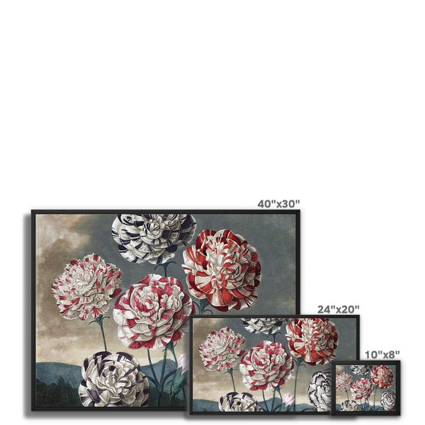 Carnations Framed Canvas