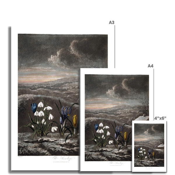 Snowdrops Photo Art Print