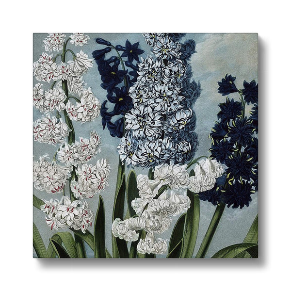 Hyacinths Canvas