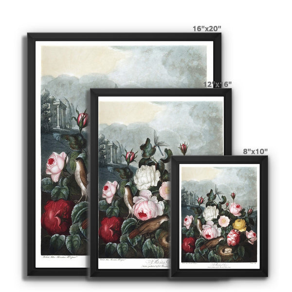 Roses Framed Canvas