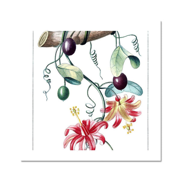 Passionvine Fine Art Print