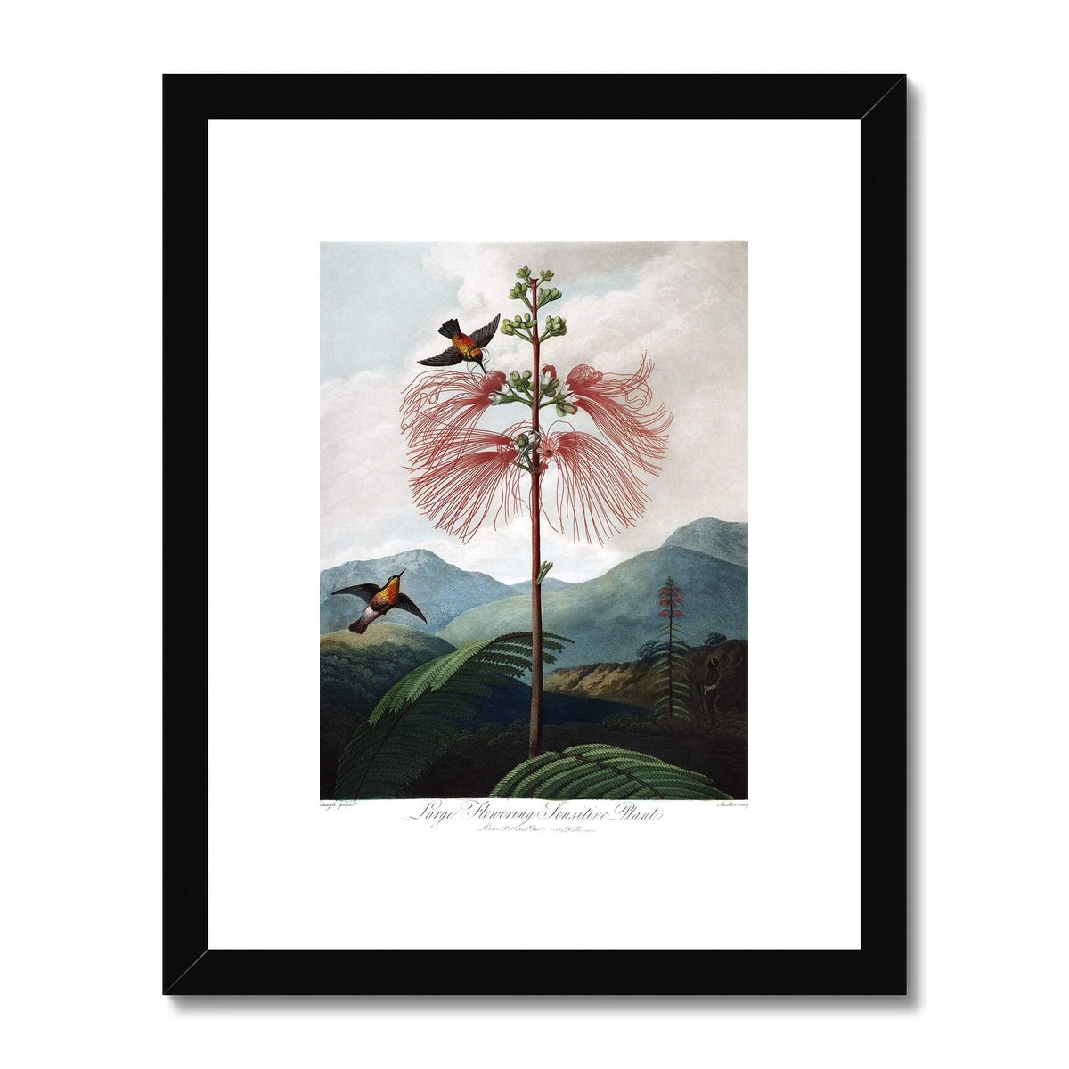 Calliandra Houstoniana Framed & Mounted Print