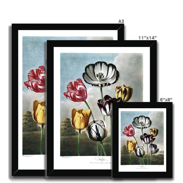 Tulips Framed Print