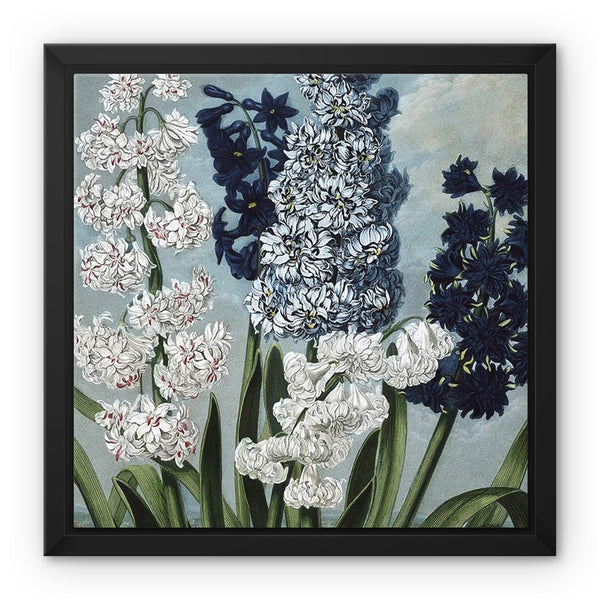 Hyacinths Framed Canvas