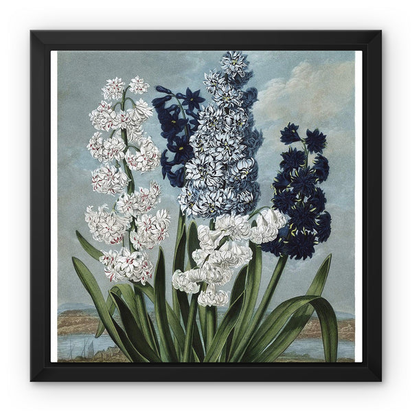 Hyacinths Framed Canvas