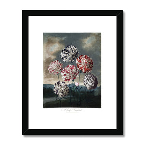 Carnations Framed & Mounted Print