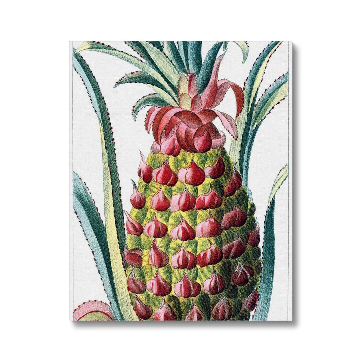 Pineapple Canvas