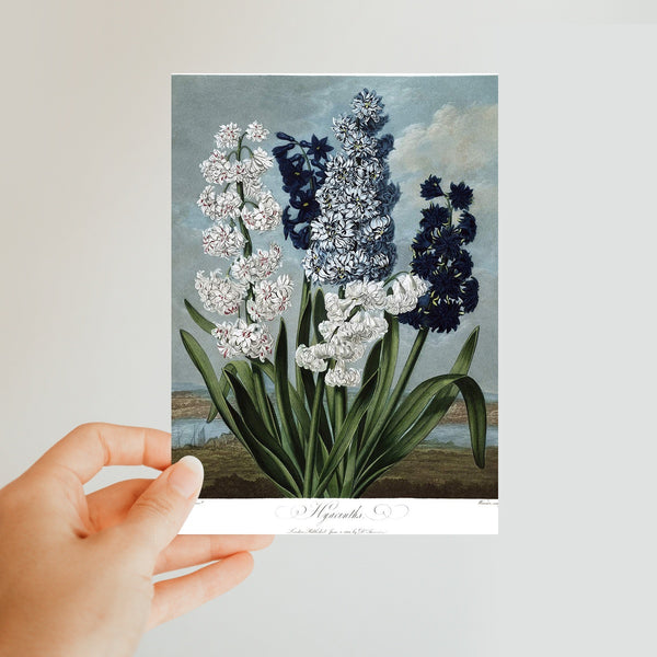 Hyacinths Classic Postcard