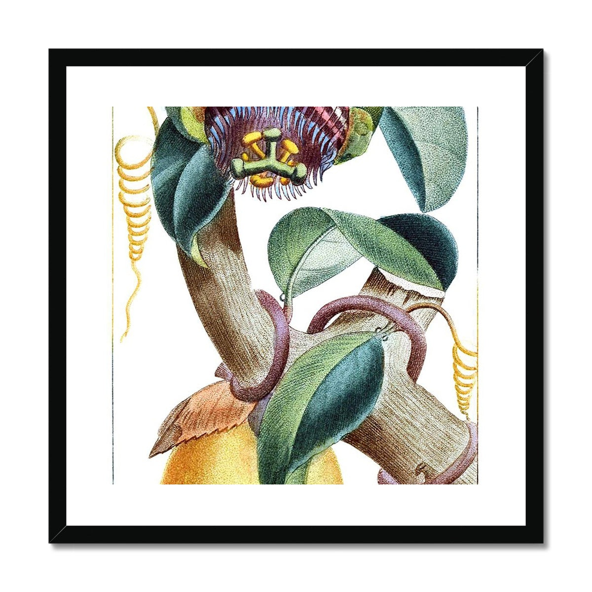 Lemons Framed Print