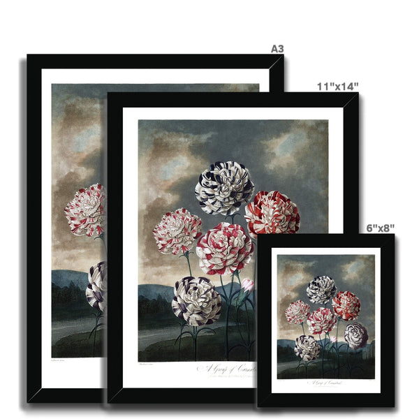 Carnations Framed Print