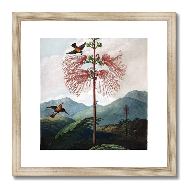 Calliandra Houstoniana Framed & Mounted Print