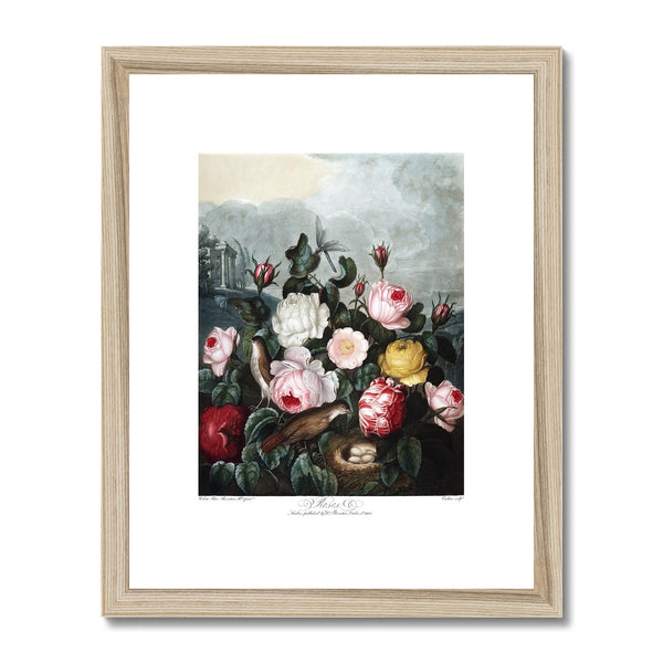 Roses Framed & Mounted Print