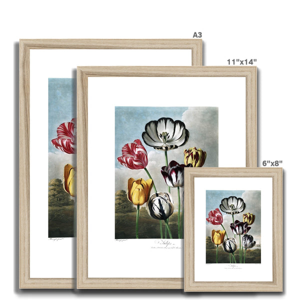 Tulips Framed & Mounted Print