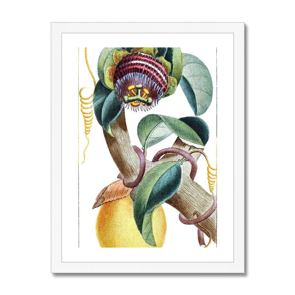 Lemons Framed Print