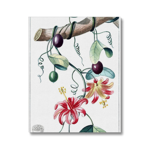 Passionvine Canvas