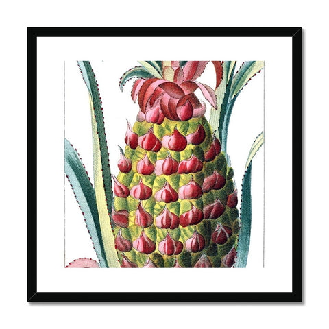 Pineapple Framed & Mounted Print