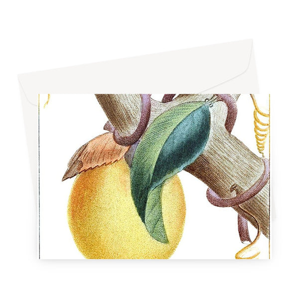 Lemons Greeting Card