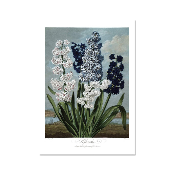 Hyacinths Fine Art Print