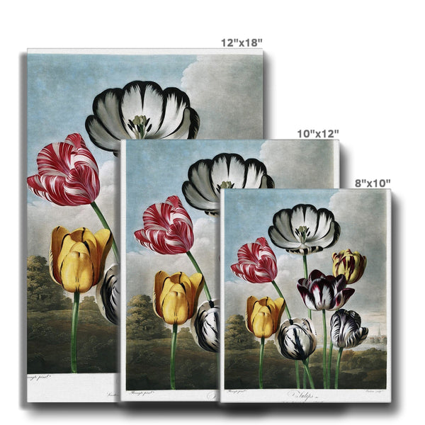 Tulips Canvas