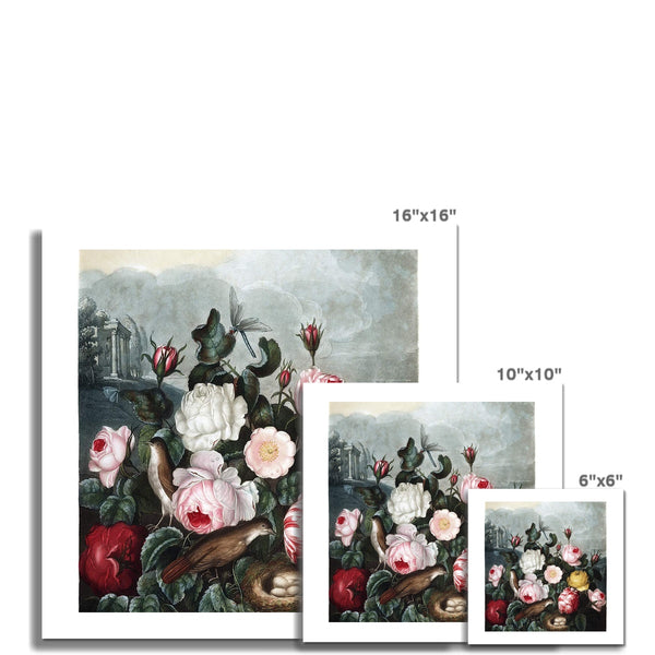 Roses Fine Art Print