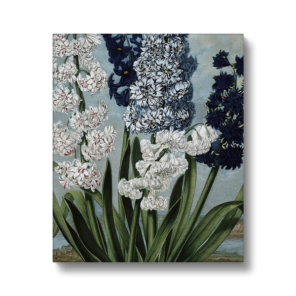 Hyacinths Canvas