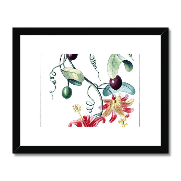 Passionvine Framed & Mounted Print