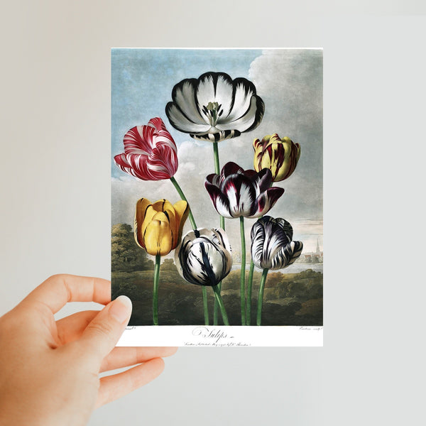 Tulips Classic Postcard