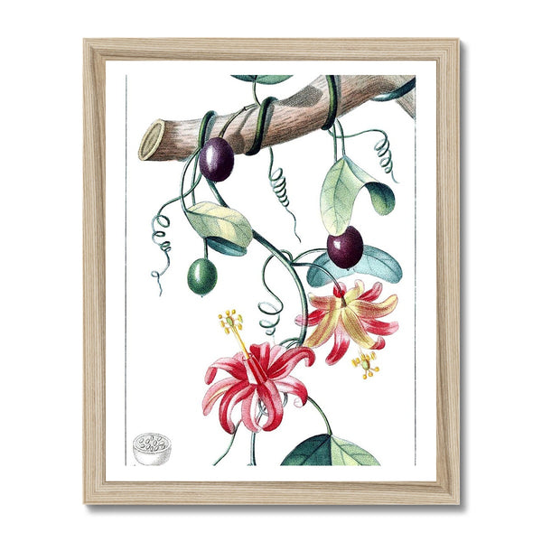 Passionvine Framed Print